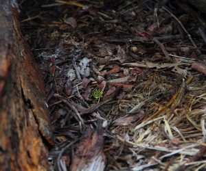 Corroboree Frog