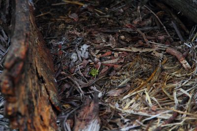 Corroboree Frog